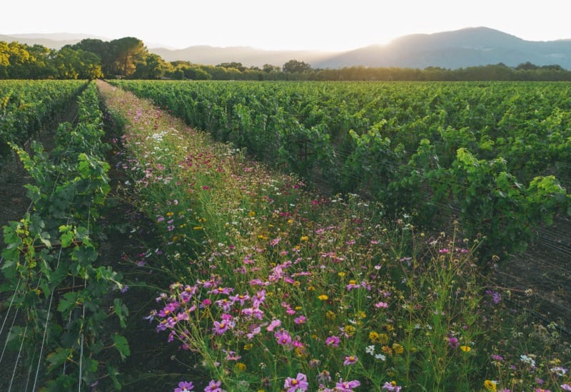 Favia Vineyard 3